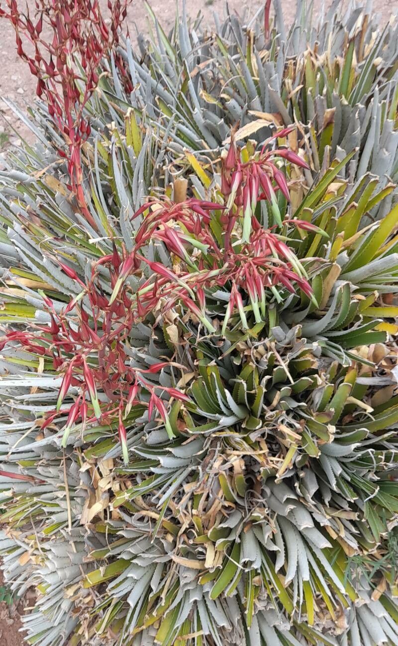 Puya dyckioides habit