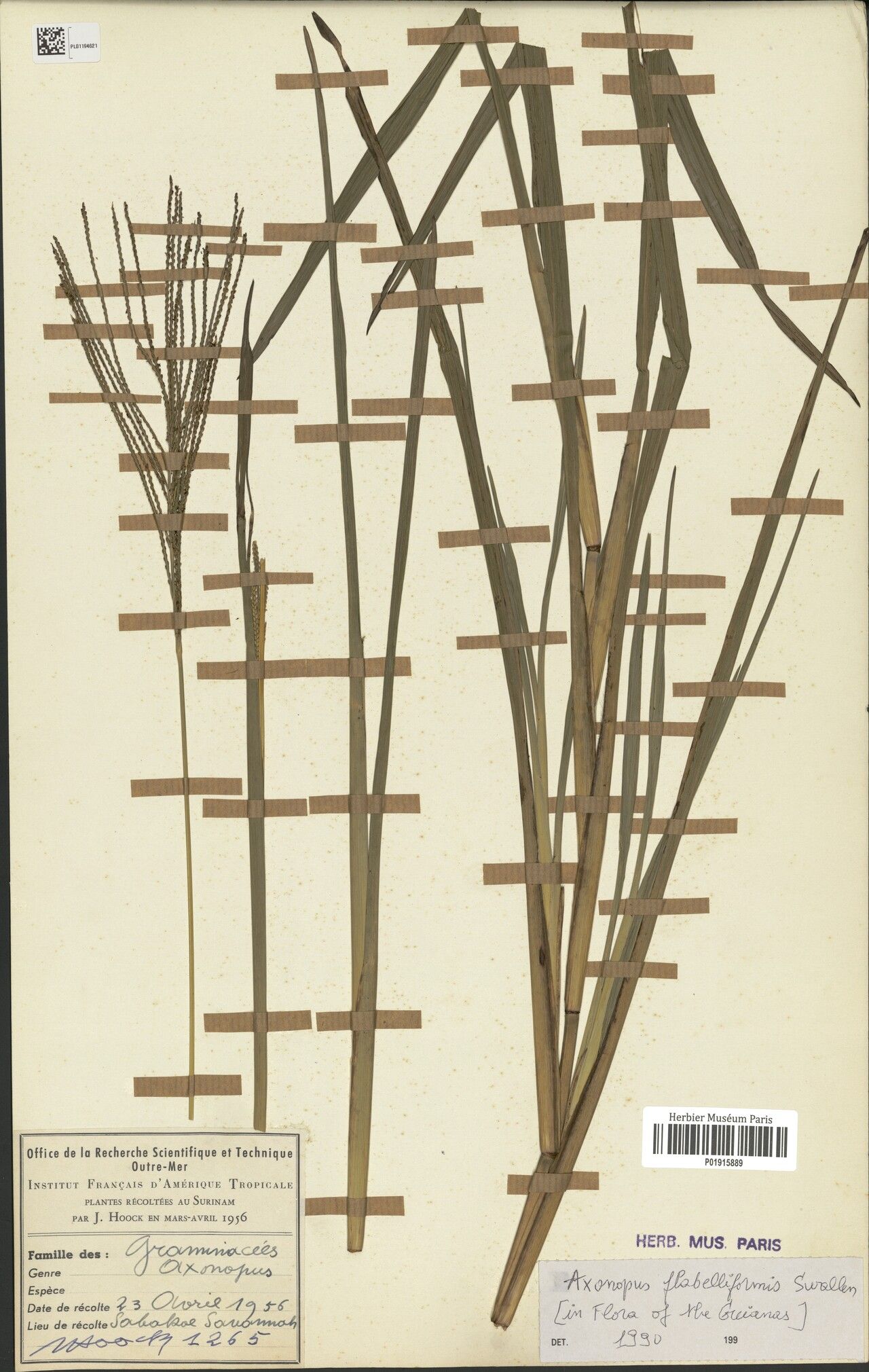 Axonopus flabelliformis habit