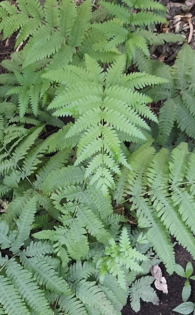 Pteris biaurita habit