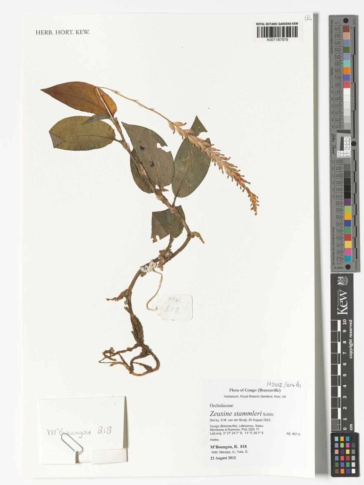 Zeuxine stammleri — search result for 'Zeuxine'