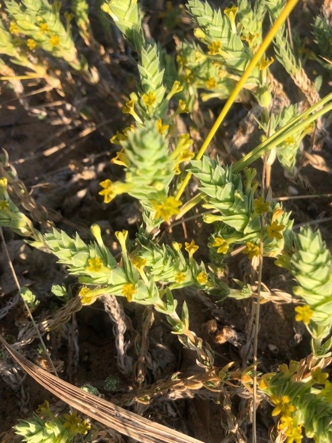 Crucianella maritima leaf