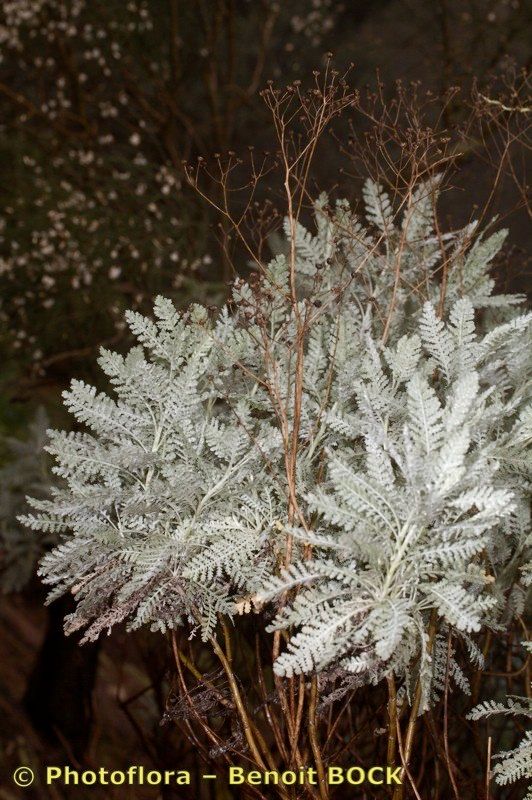 Tanacetum ptarmiciflorum other