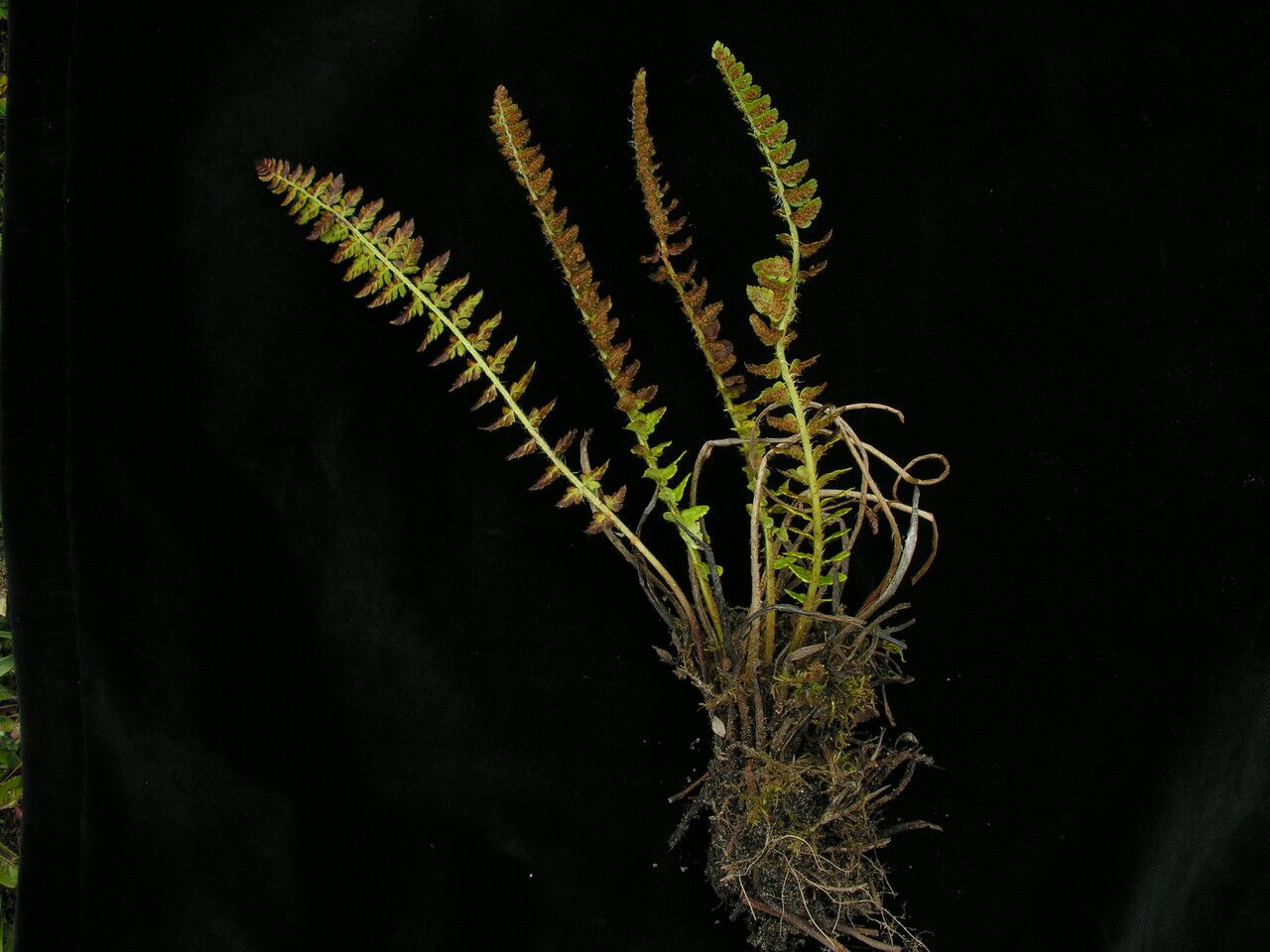 Polystichum lachenense — houseplant care guide
