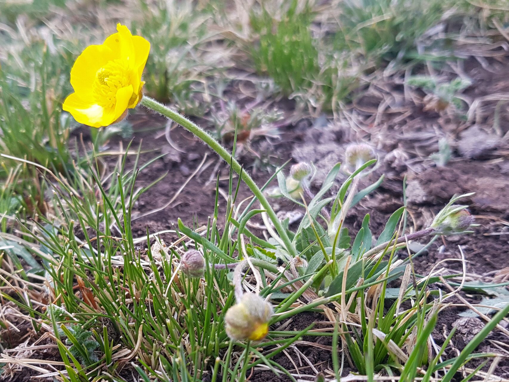 Ranunculus pseudohirculus habit
