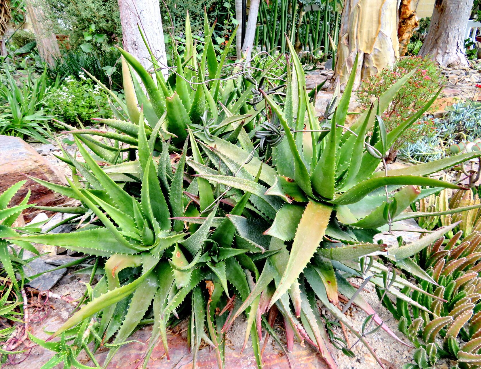 Aloe classenii habit