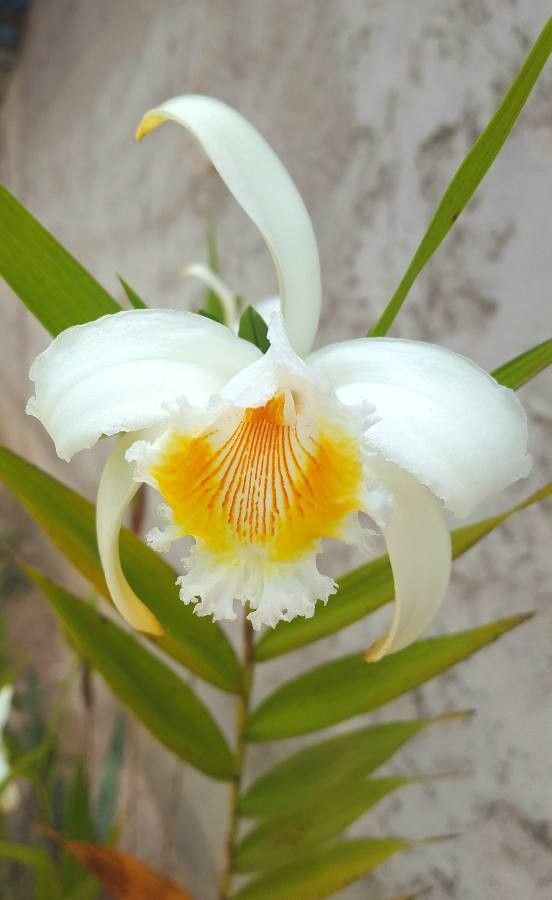 Sobralia liliastrum flower