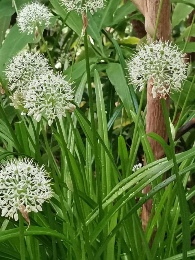 Allium omeiense flower