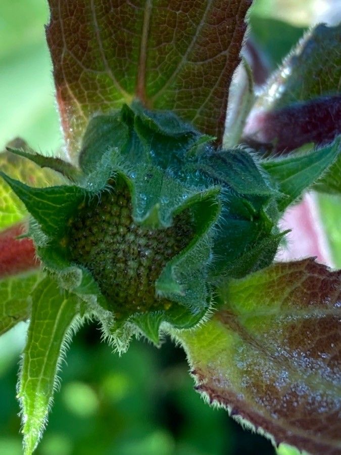 Smallanthus sonchifolius flower