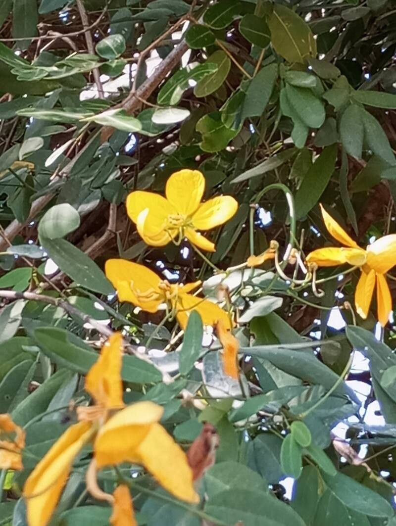 Senna splendida habit