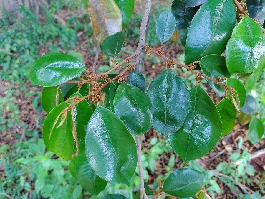 Chrysophyllum mexicanum — houseplant care guide