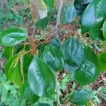 Chrysophyllum mexicanum