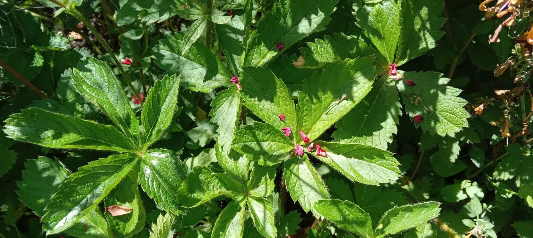 Potentilla nepalensis — search result for 'Nepal'