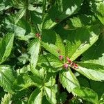 Potentilla nepalensis
