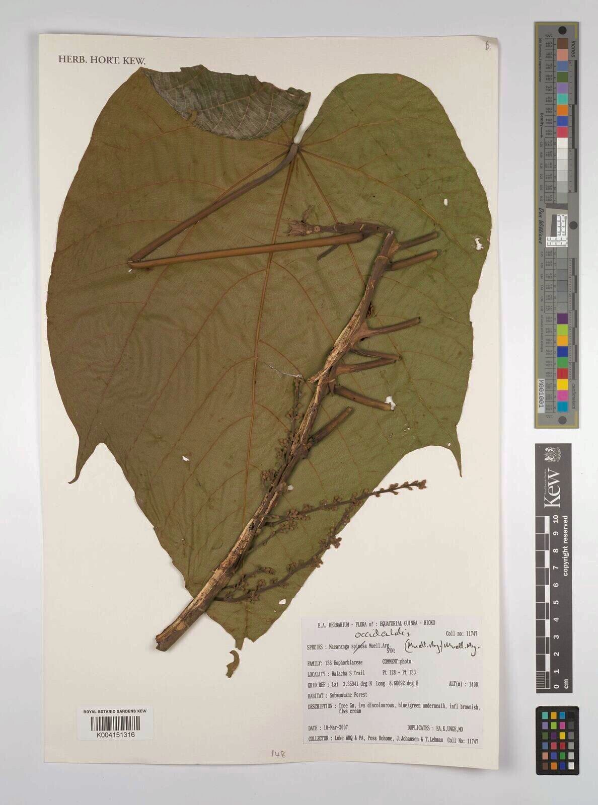 Macaranga occidentalis — houseplant care guide