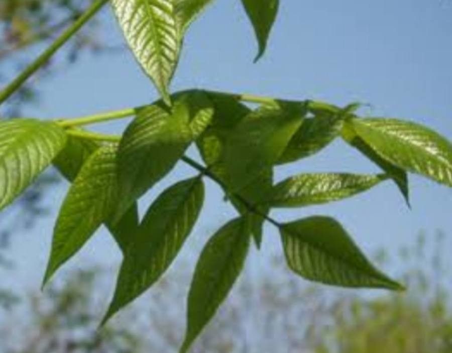 Fraxinus quadrangulata — search result for 'Fraxinus'