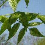 Fraxinus quadrangulata