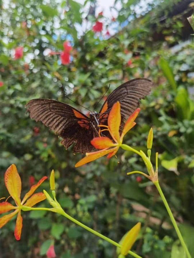 Iris domestica flower