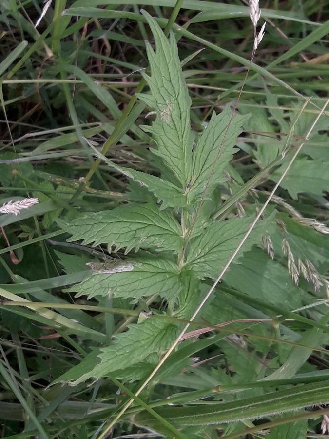Valeriana dioica leaf