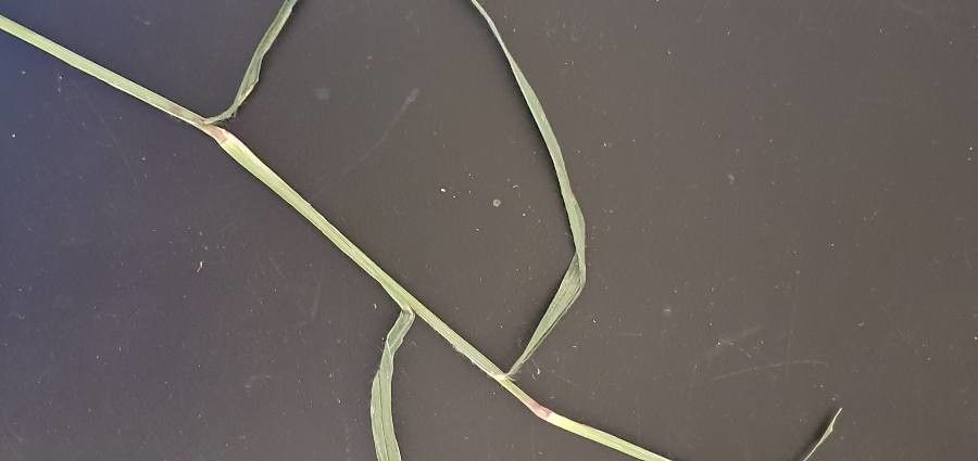 Cynodon plectostachyus — search result for 'Chad'