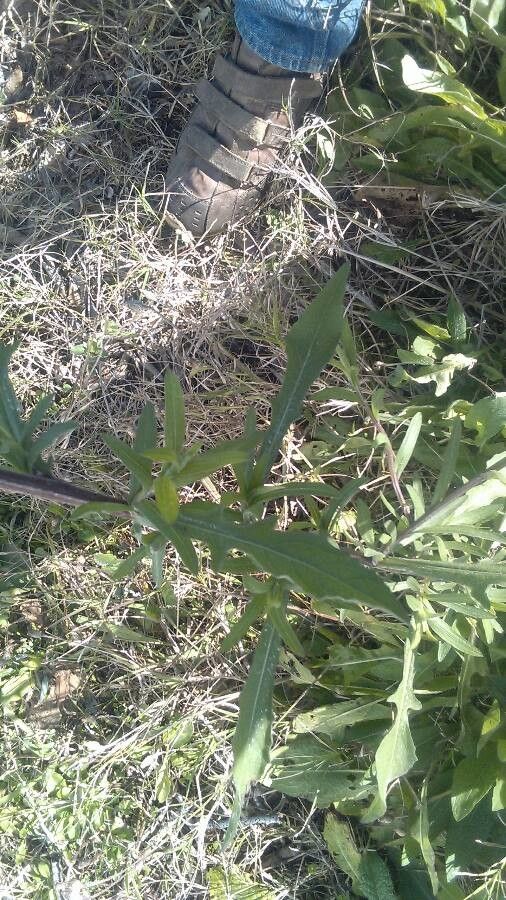 Erechtites minima leaf