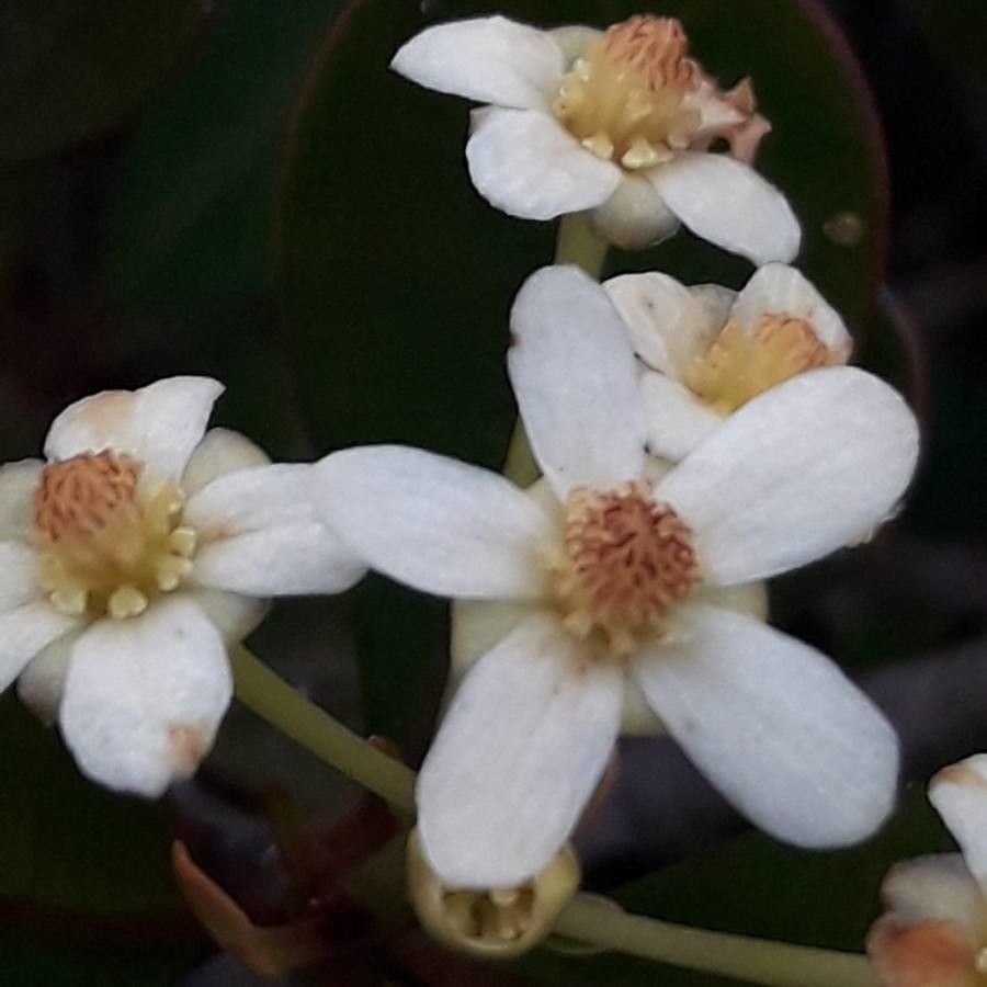 Baloghia drimiflora — houseplant care guide