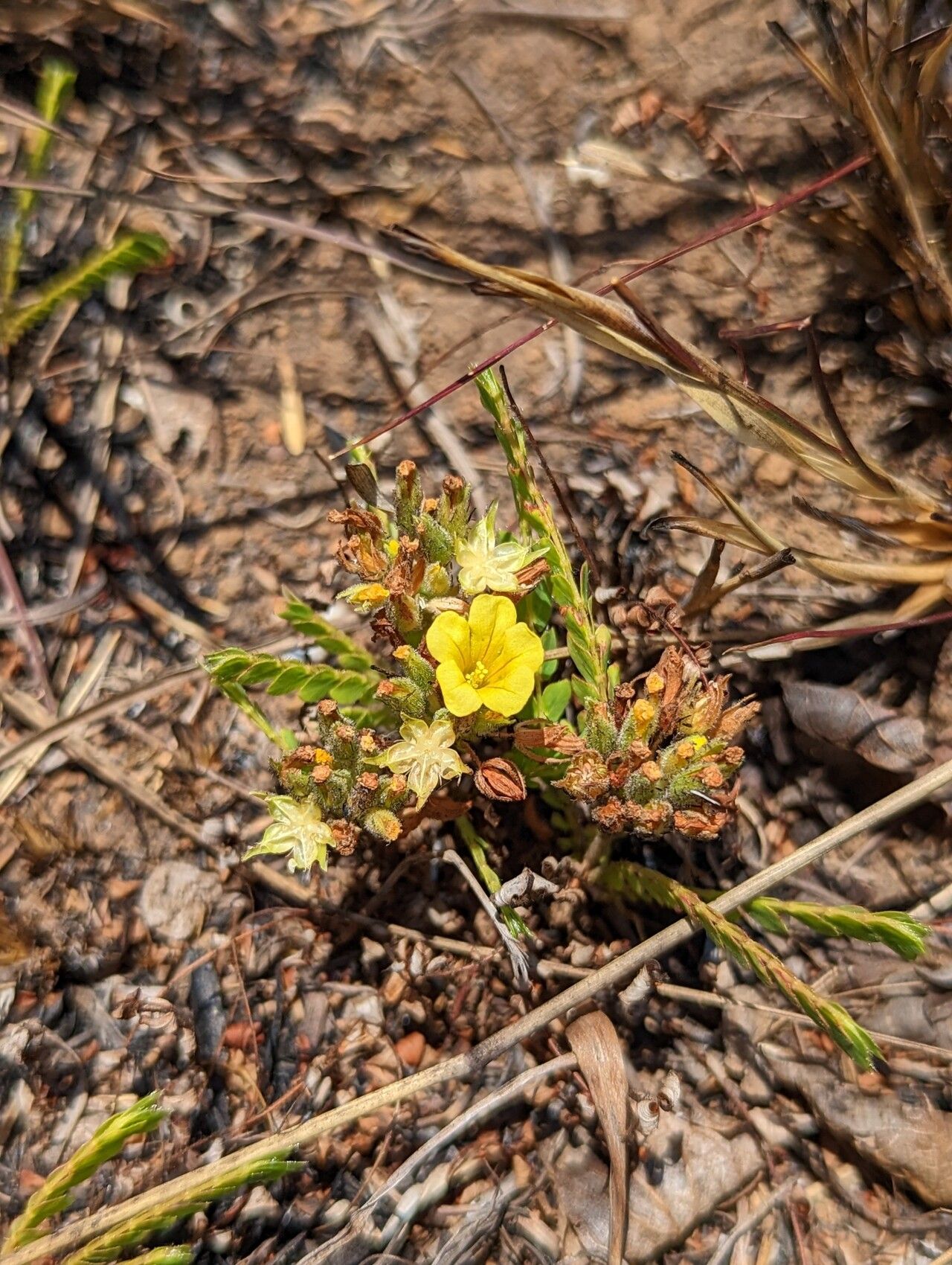 Biophytum crassipes flower