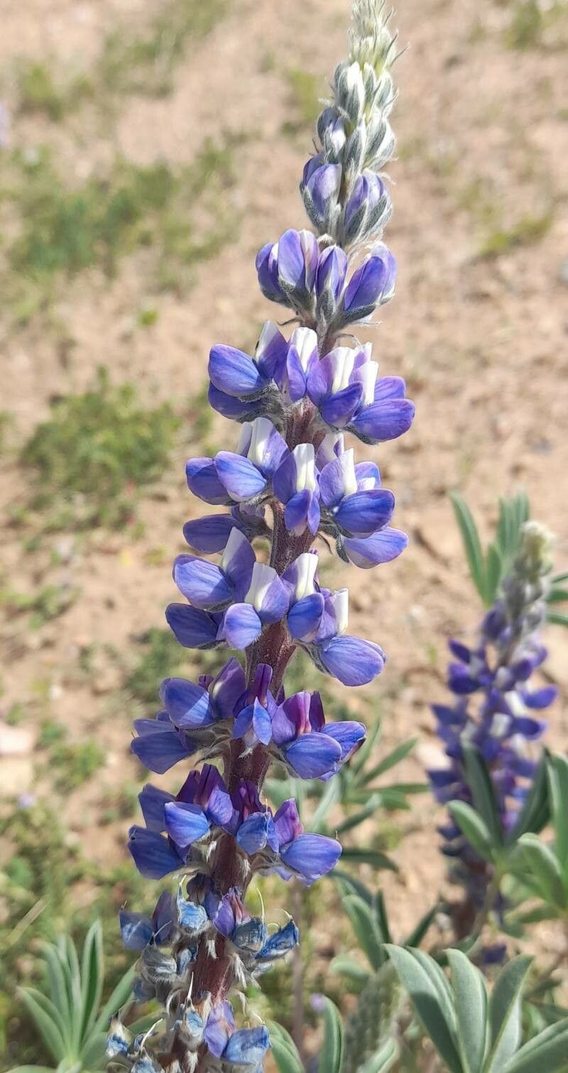 Lupinus honoratus flower
