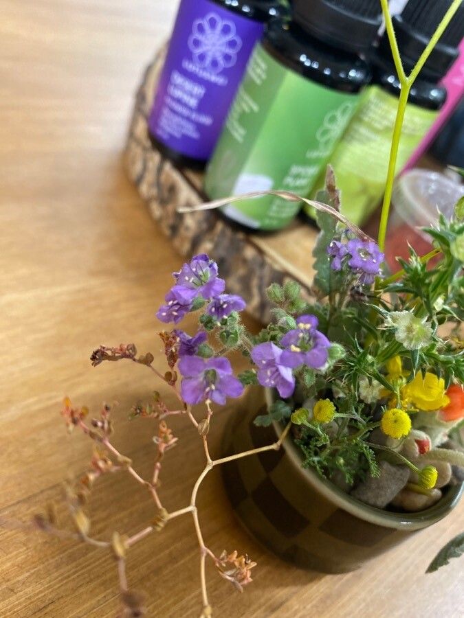 Phacelia congesta — search result for 'Phacelia'