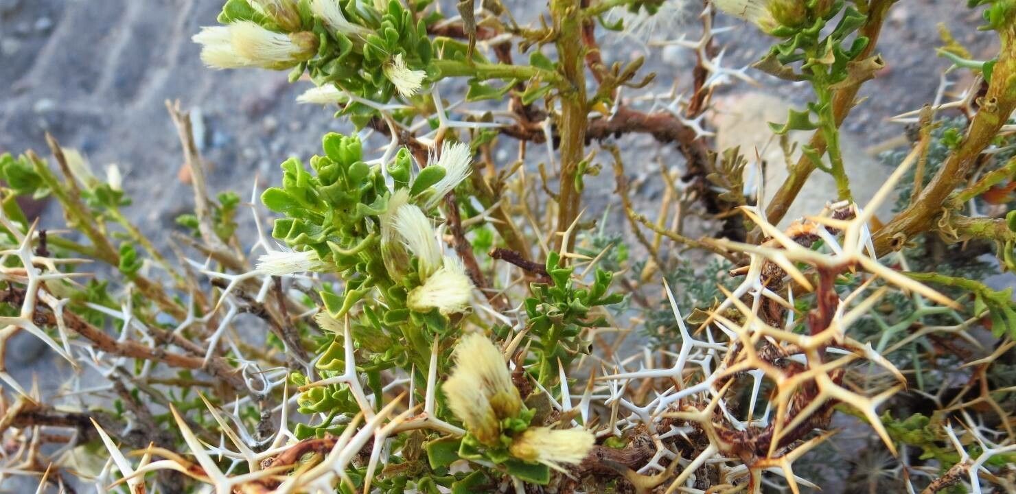Baccharis tola flower