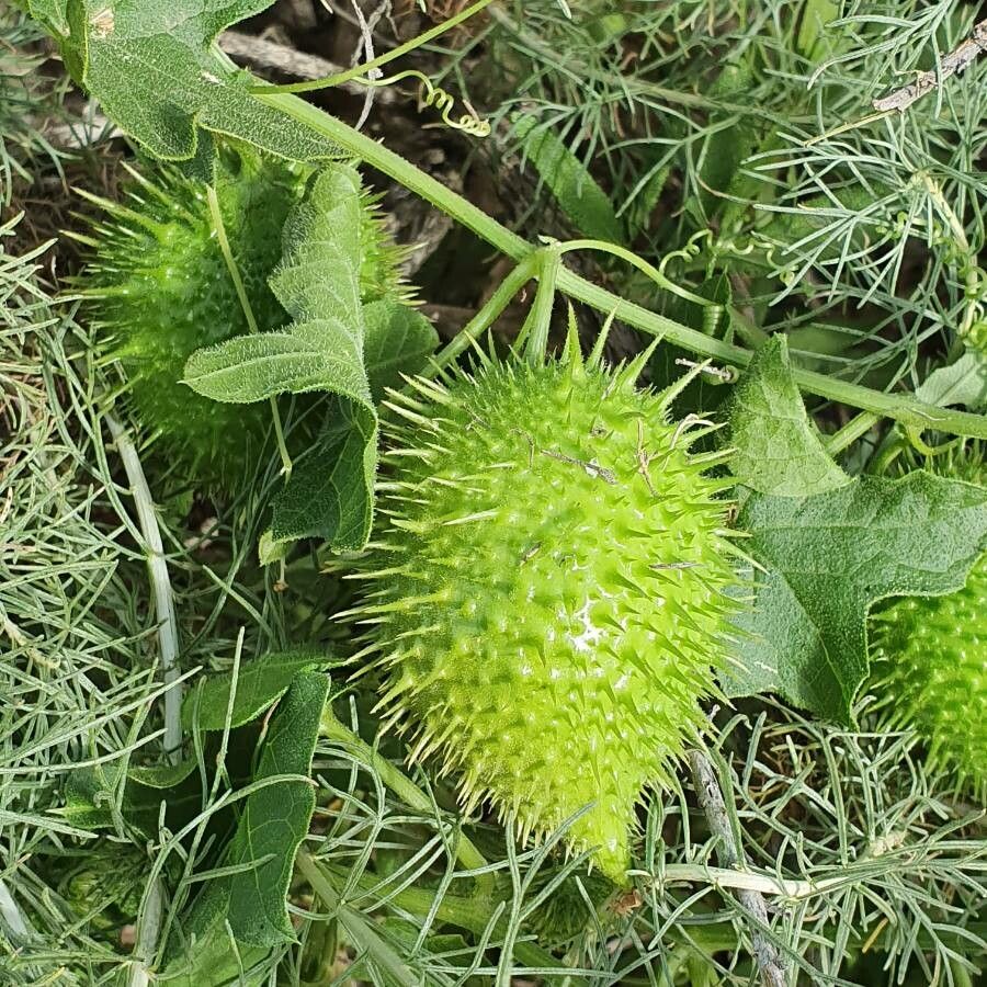 Marah macrocarpa fruit