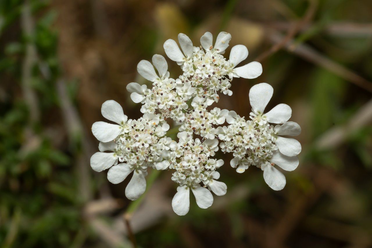 Tordylium aegaeum flower