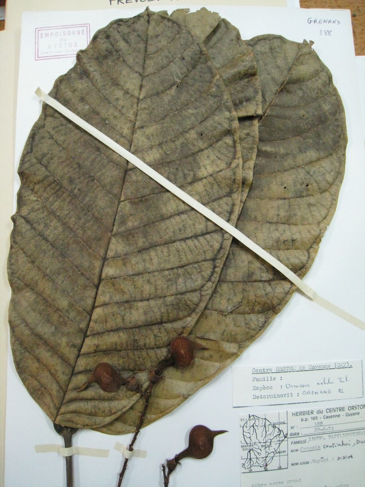 Ormosia nobilis other