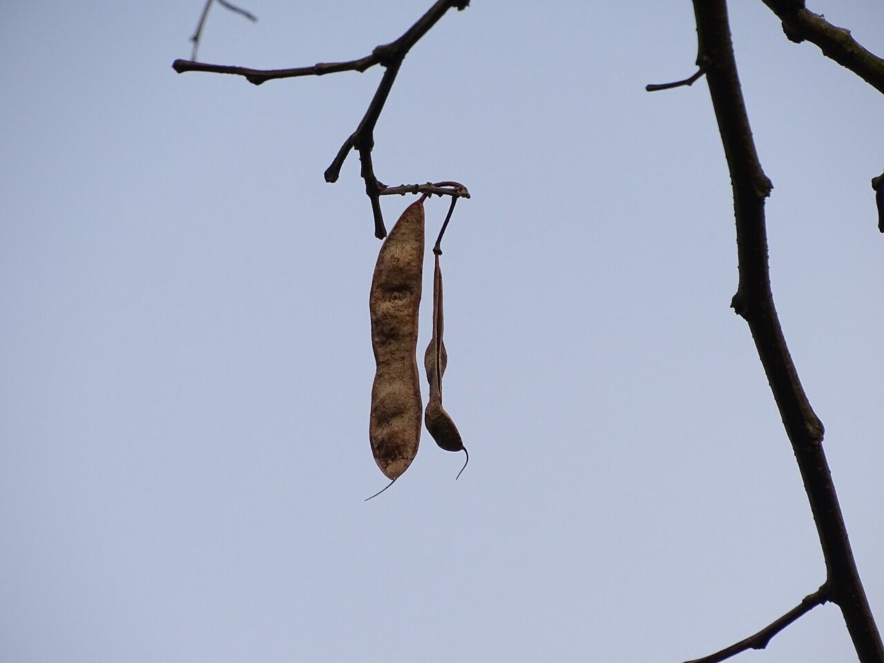 Robinia neomexicana fruit
