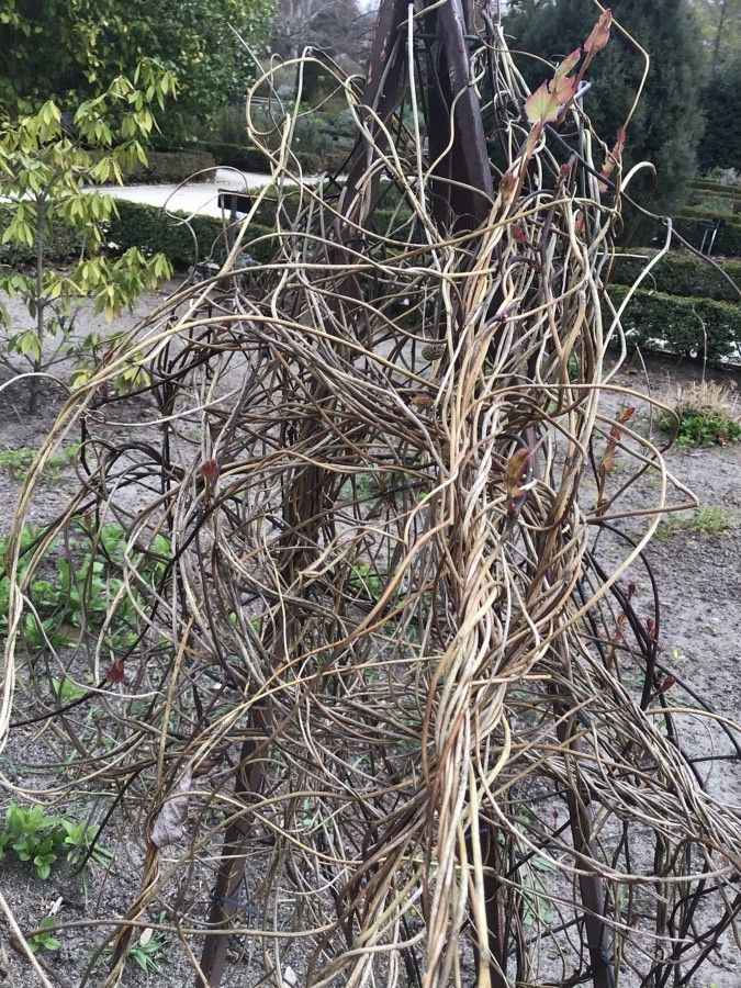 Menispermum dauricum bark