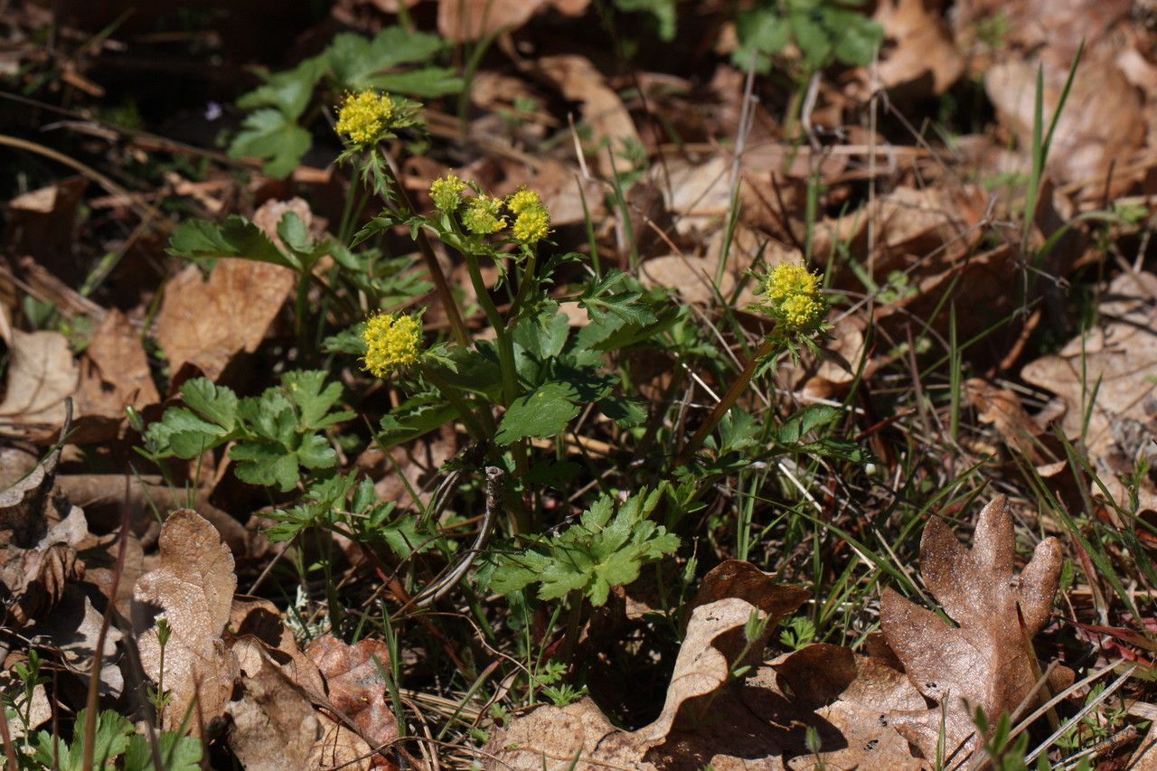 Sanicula graveolens habit