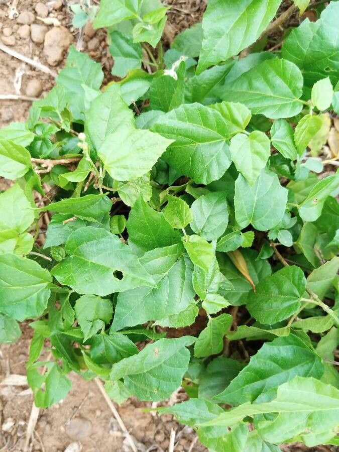 Mallotus oppositifolius — search result for 'Mallotus'