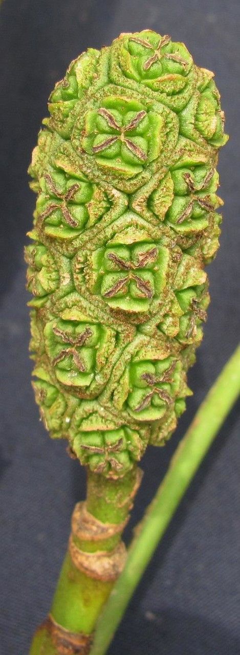 Asplundia isabellina — houseplant care guide