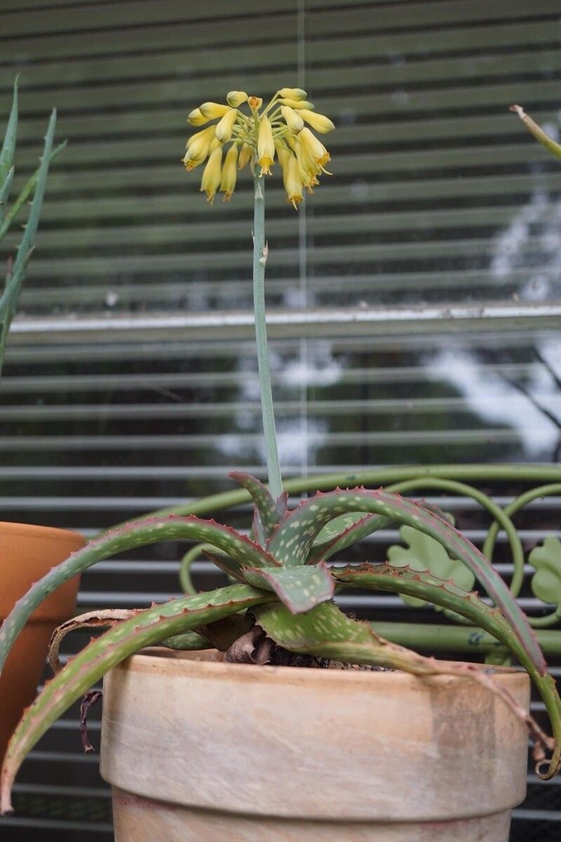 Aloe zubb — houseplant care guide