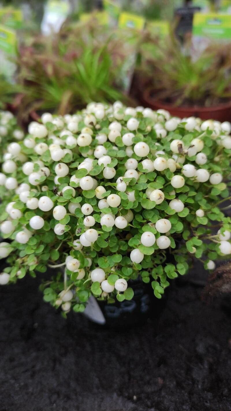 Nertera granadensis habit