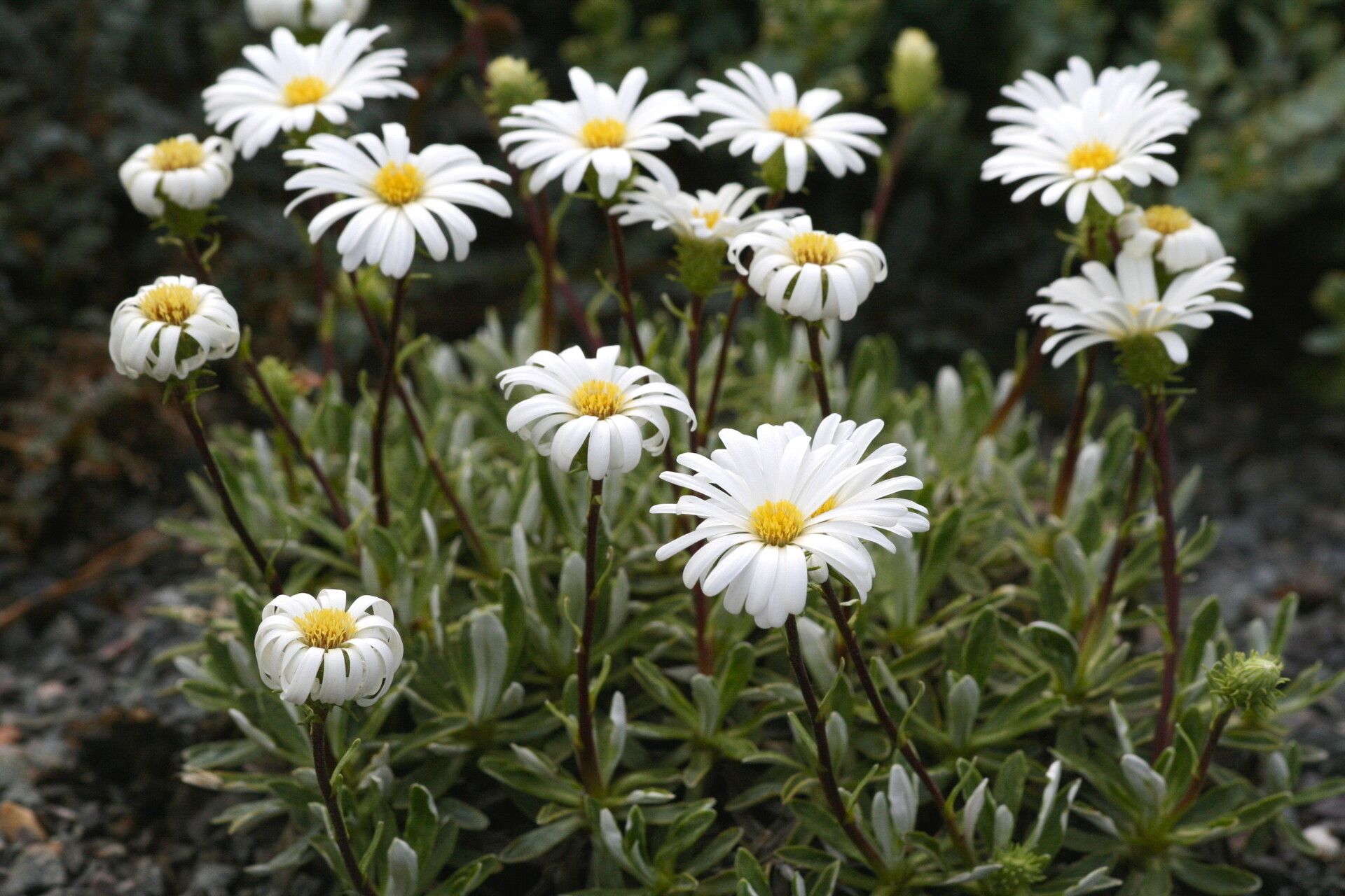 Celmisia angustifolia flower