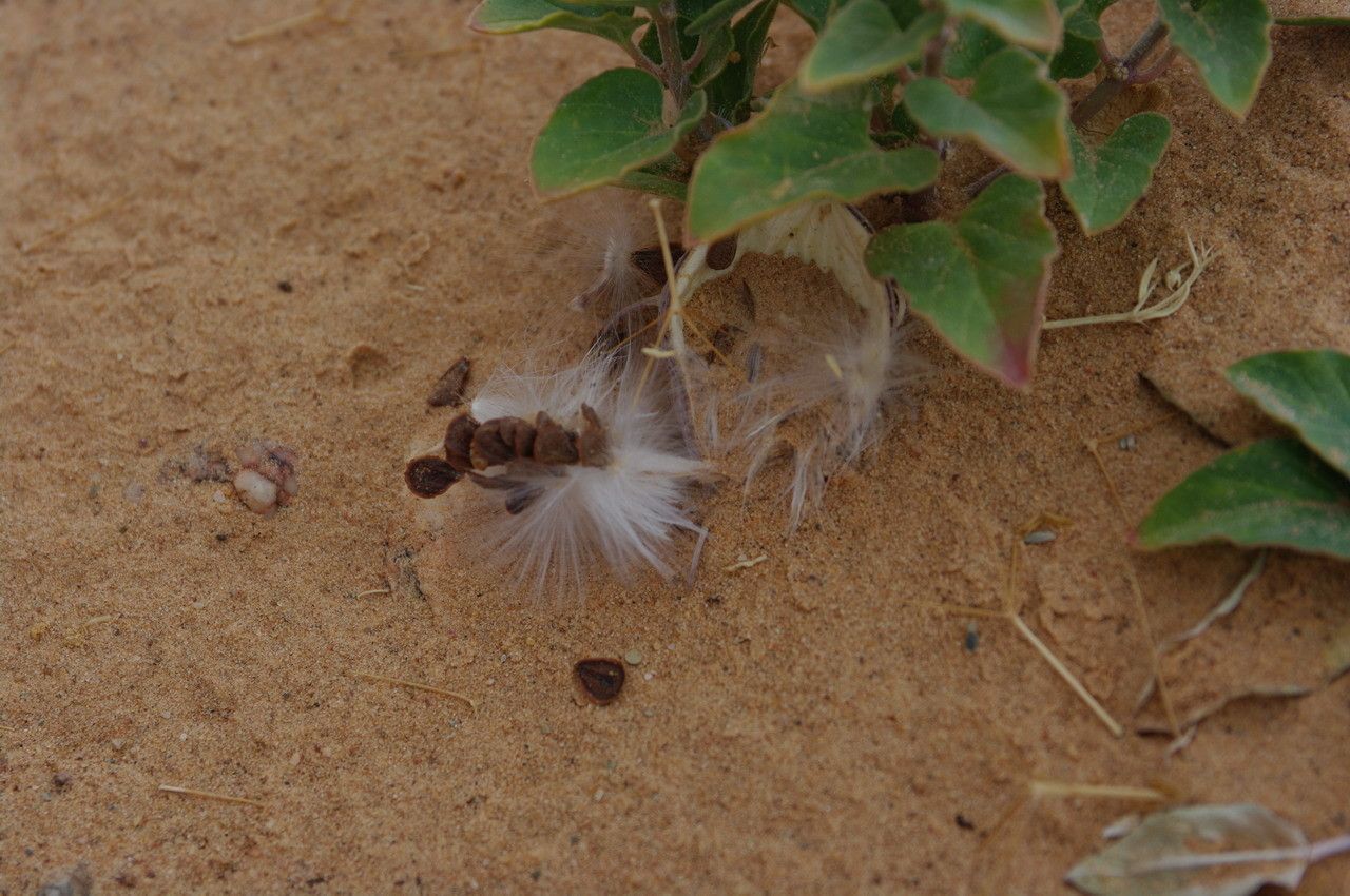 Cynanchum boveanum fruit