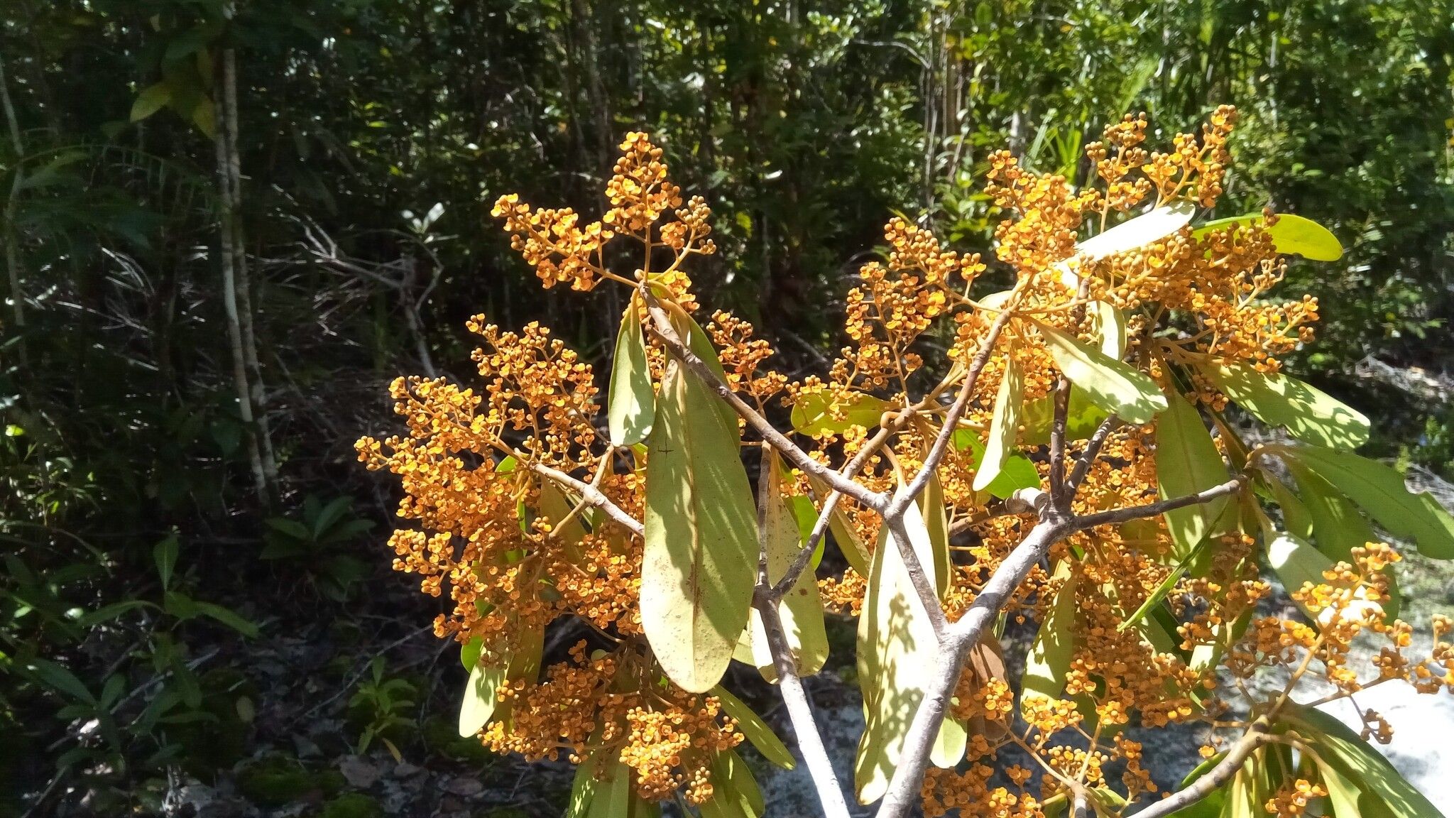 Monoporus spathulatus — related species from the same genus