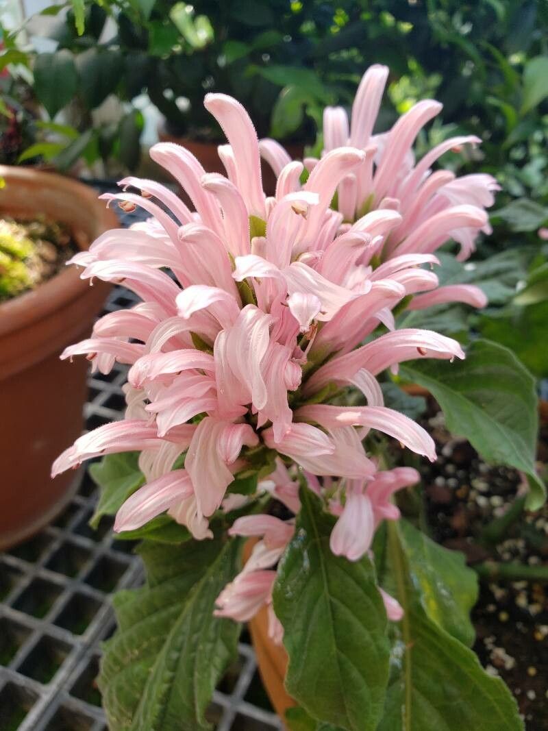 Justicia aequilabris flower