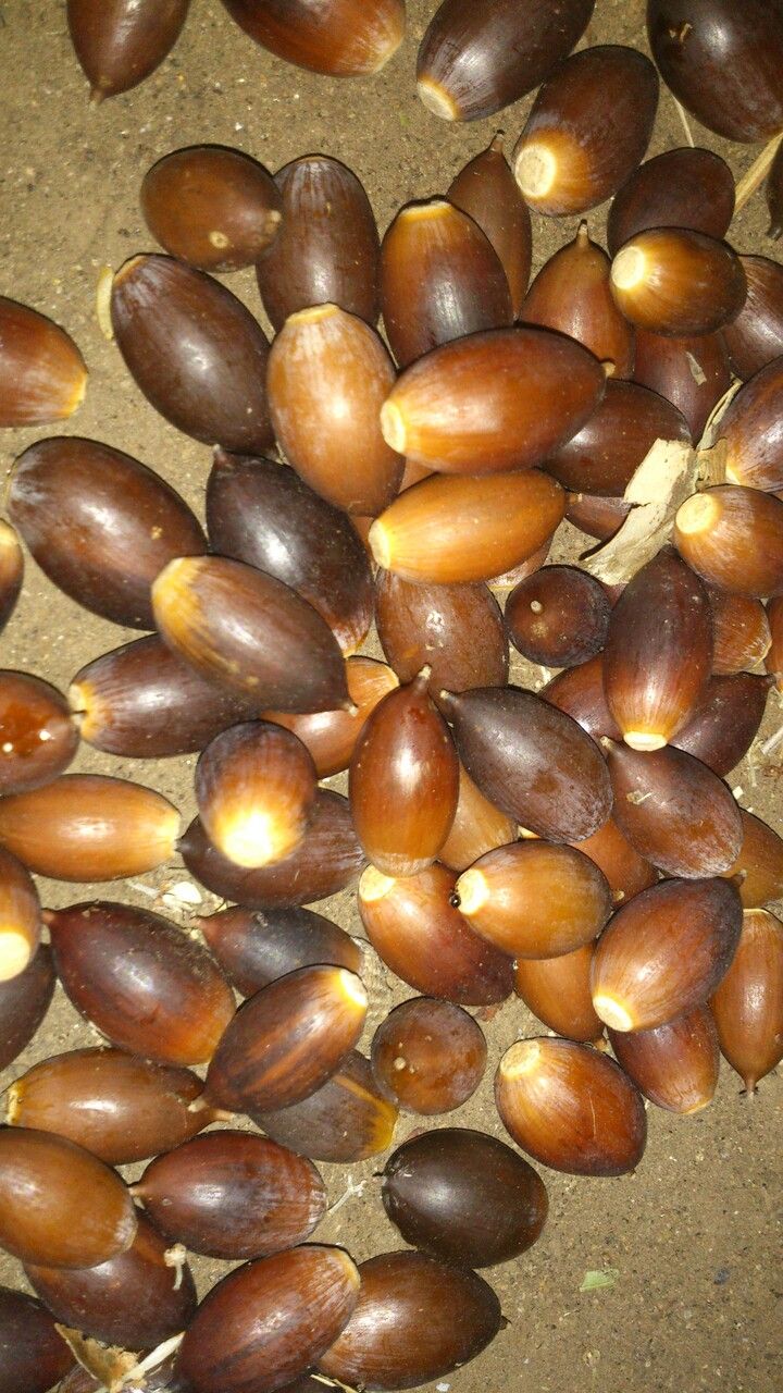 Quercus oleoides fruit