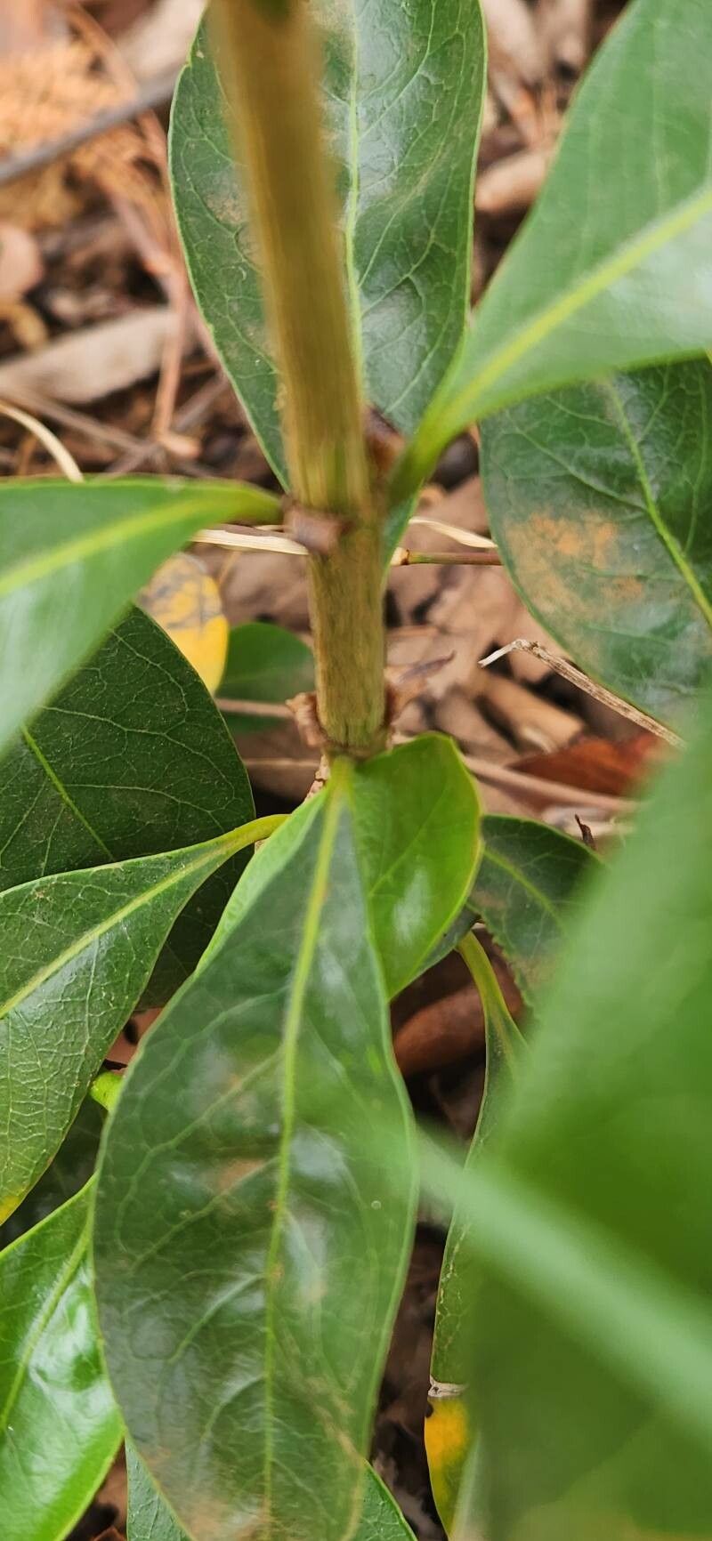 Pavetta gardeniifolia habit