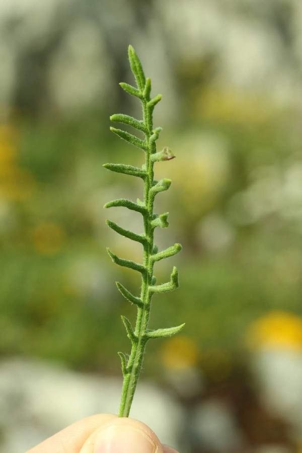 Jurinea consanguinea — houseplant care guide