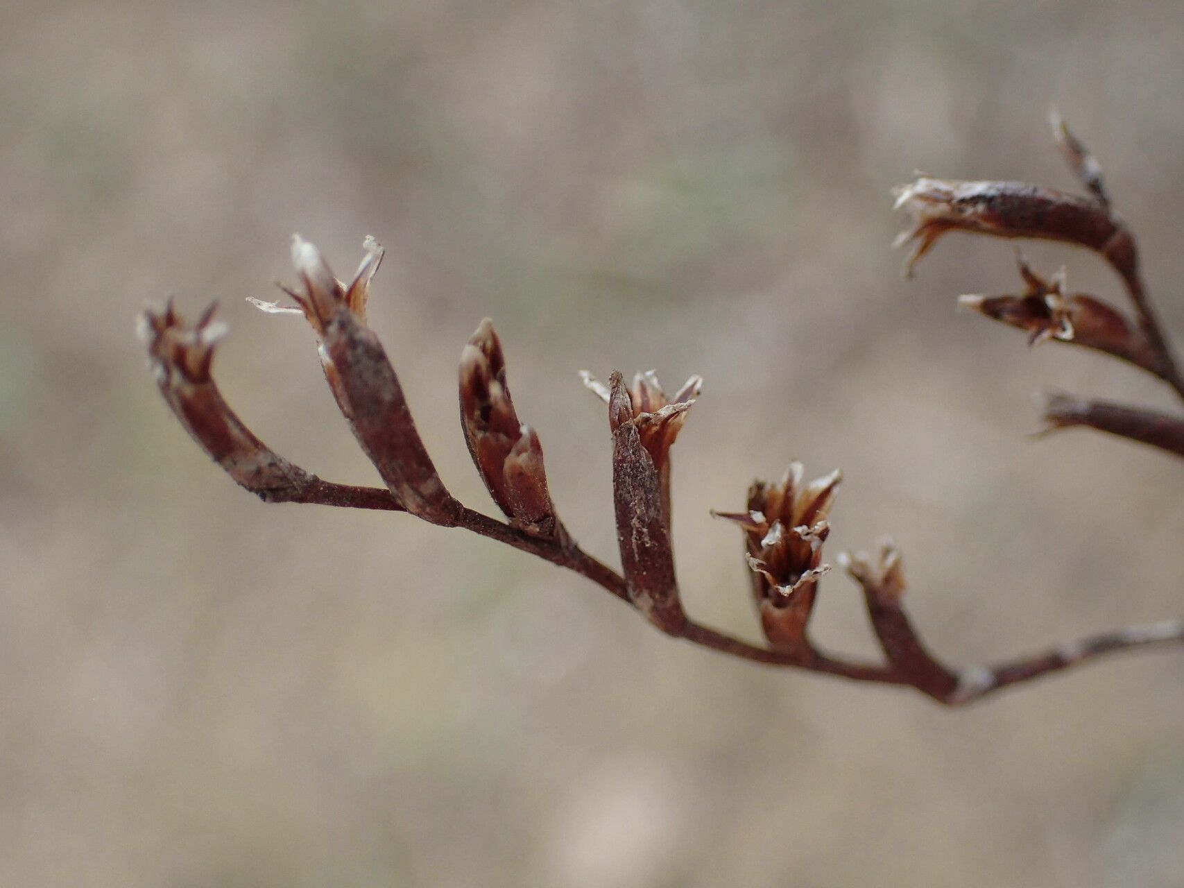 Limonium virgatum fruit