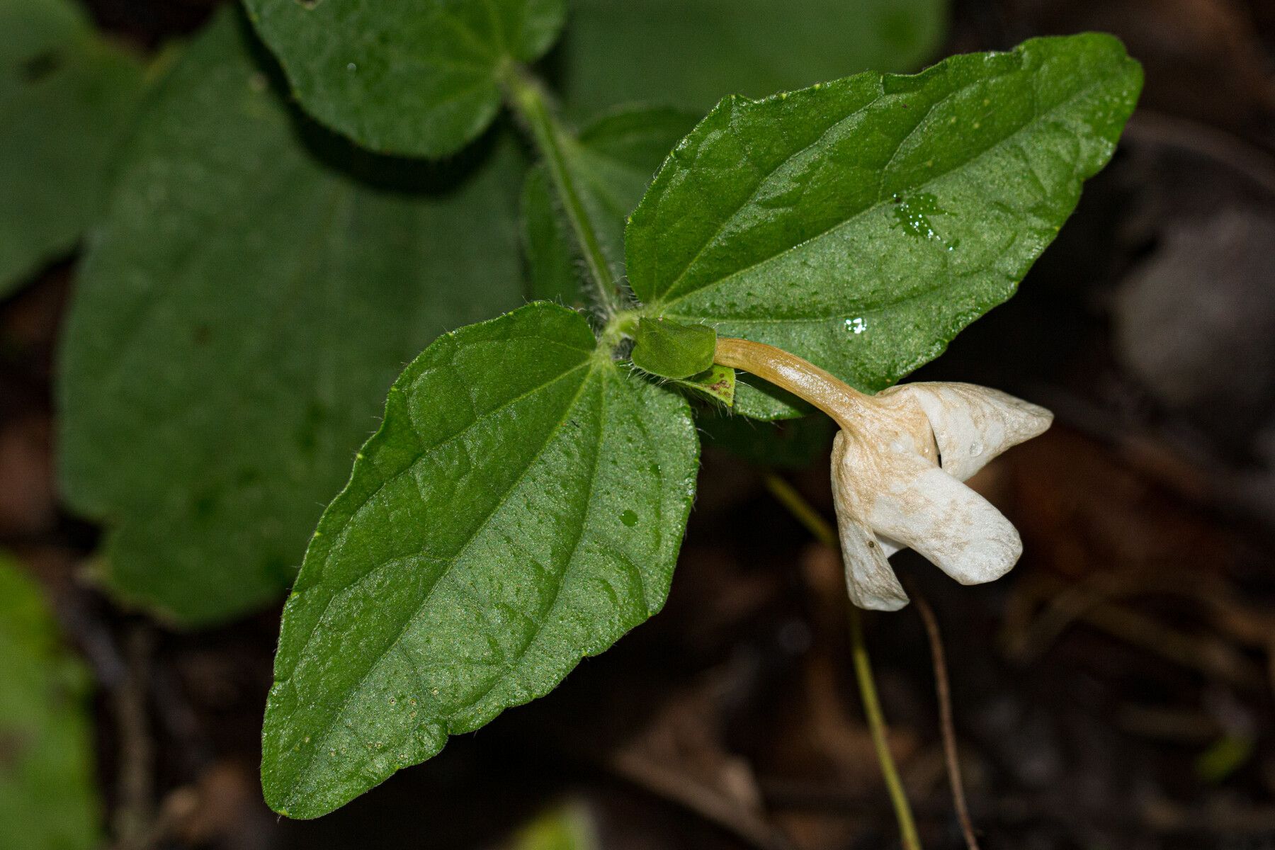 Thunbergia schimbensis — search result for 'Thunbergia'