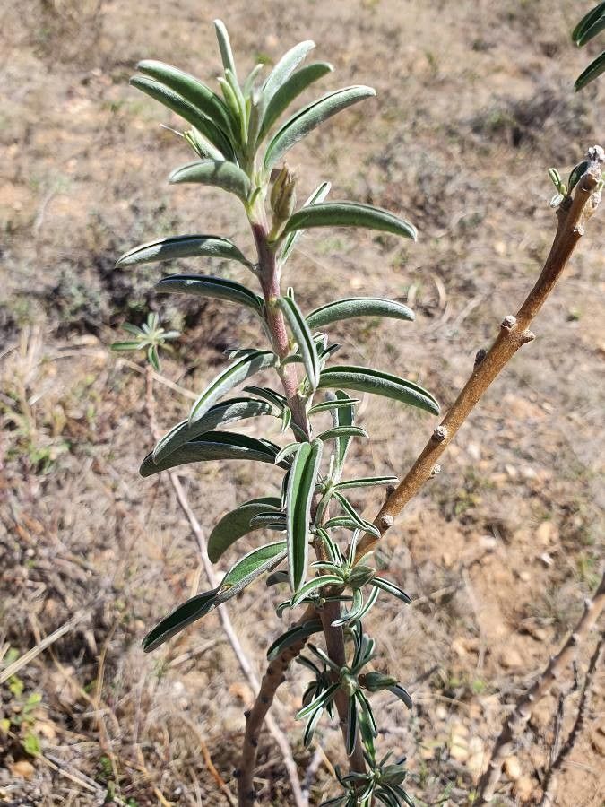 Ipomoea jaegeri leaf
