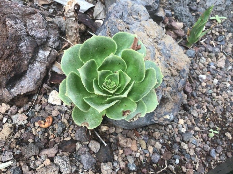 Aeonium balsamiferum leaf